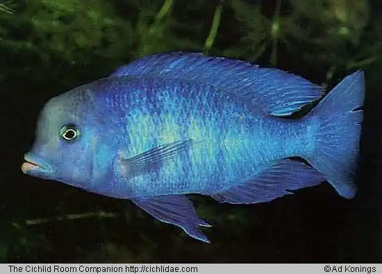 Delfin Cichlide (Cyrtocara moorii)